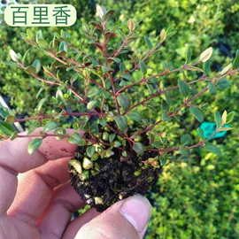 盆栽;种子;草种子