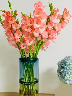 Dropshipping Imported Gladiolus Bulbs 5 Gladiolus Potted Cold-Resistant Courtyard Balcony Hyacinth Lily Seeds