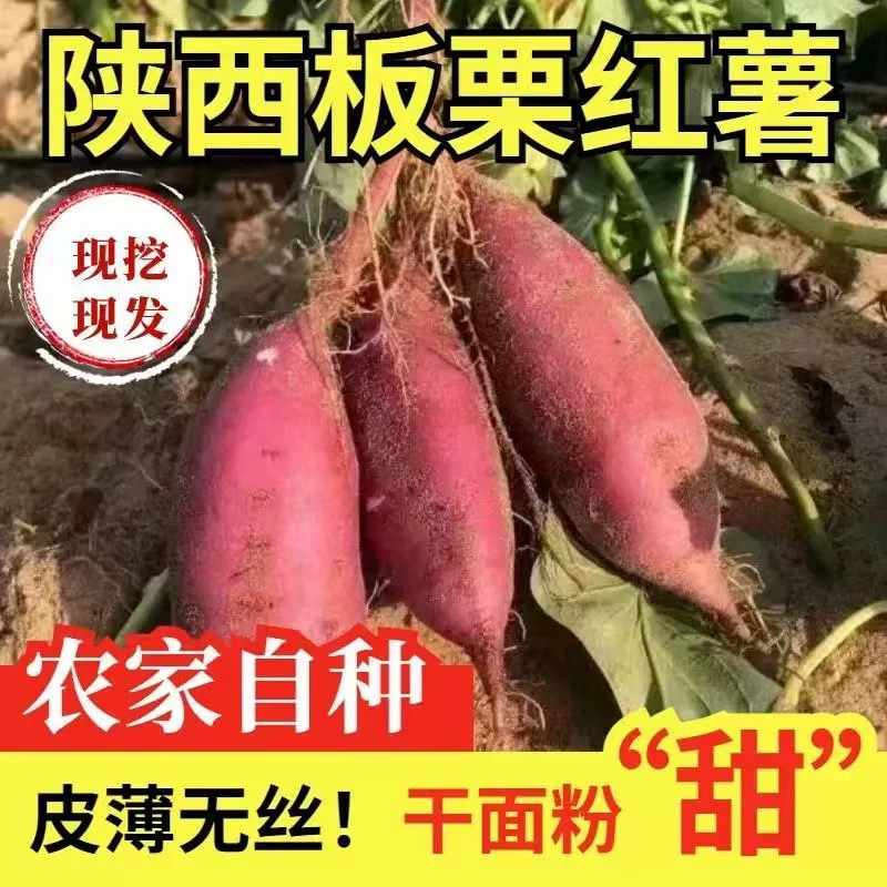 Шэньси свежая выкопка яйца, каштановый порошок, клейкая сладкая, сухая лапша, желтое сердце, сладкий картофель, сладкий картофель, сладкий картофель, сельскохозяйственная продукция оптом