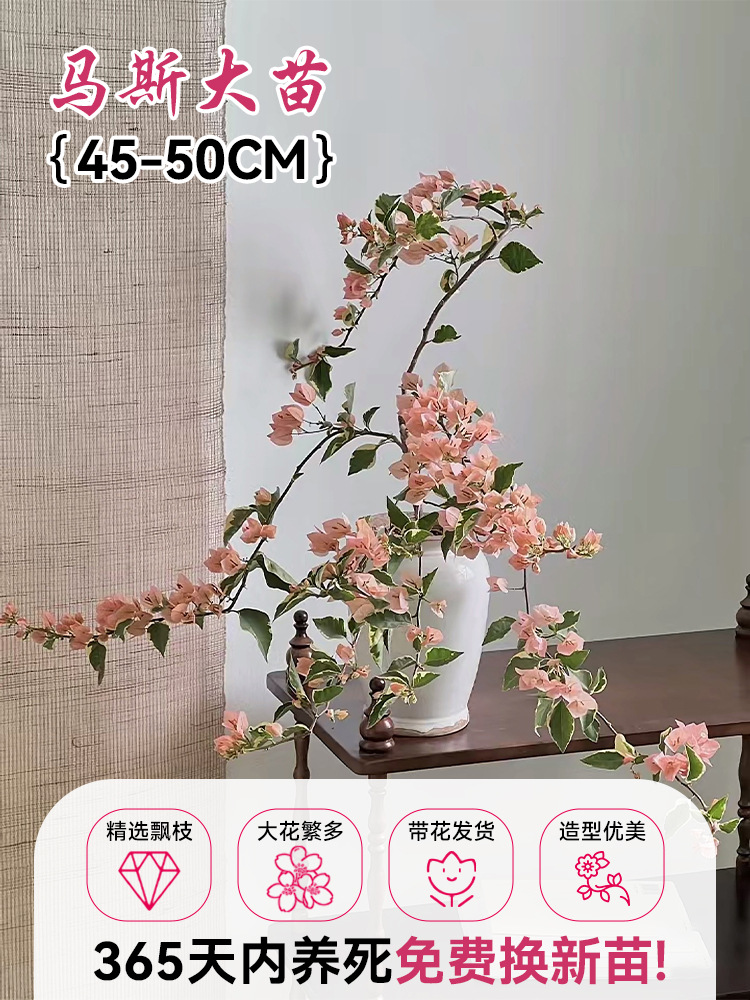 [핫한 신제품, 긴급입고] 부겐빌레아 약 40~50cm + 특수비료(화분부에 새싹 있음)
