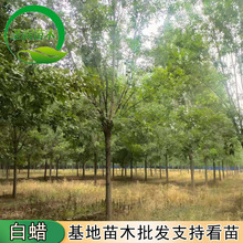 基地出售白蜡树 6-15公分白蜡苗绿化工程树苗 速生白蜡树苗