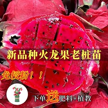 红心火龙果树苗红肉苗当年结果四季红肉带根南方果苗嫁接盆栽阳台