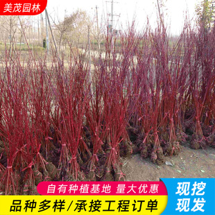 �t��ľ����ͥԺֲ���ͺ��е���G����ľ����ľ���ɺ������t�R��