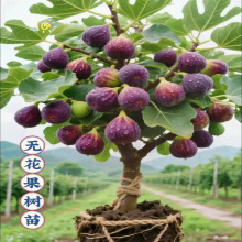 无花果树苗原盆原土特大果矮化盆栽波姬红南方北阳台种植当年结果