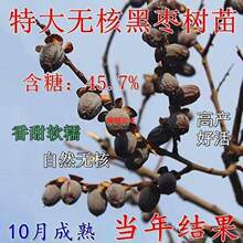 野生黑枣苗牛奶黑枣无核黑枣树苗软枣树苗君迁子树苗抗耐寒野柿子