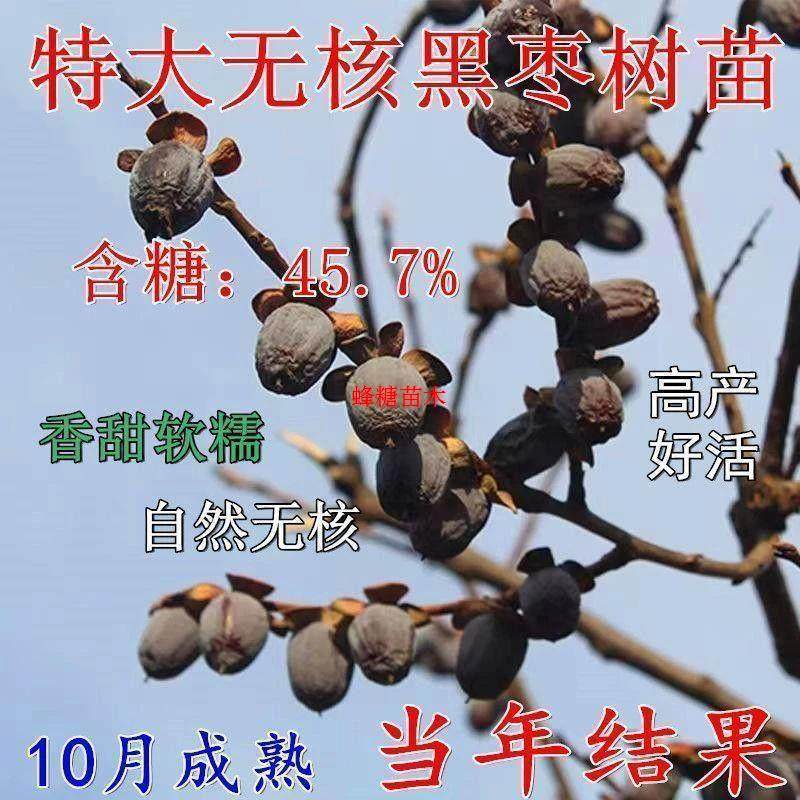 野生黑枣苗牛奶黑枣无核黑枣树苗软枣树苗君迁子树苗抗耐寒野柿子