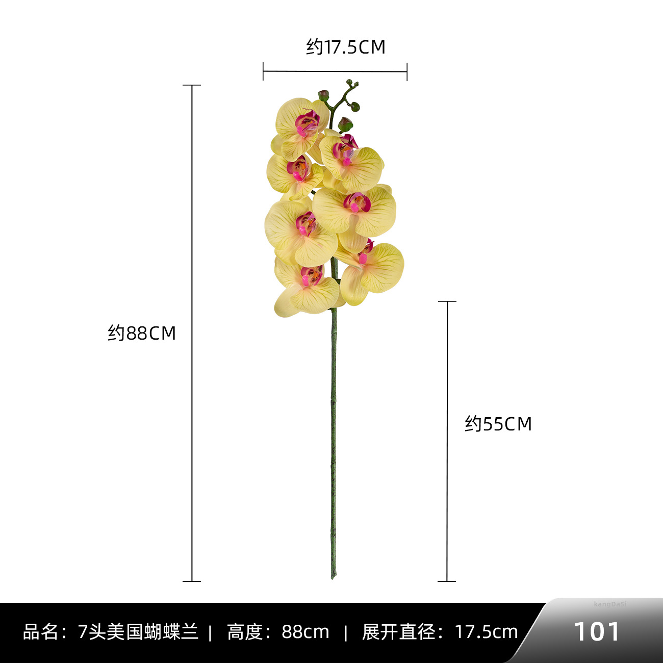 101 #7 American Phalaenopsis