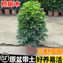 鸭脚木盆栽室内客厅绿植花卉八方来财鸭掌木耐寒植物七叶莲发财树