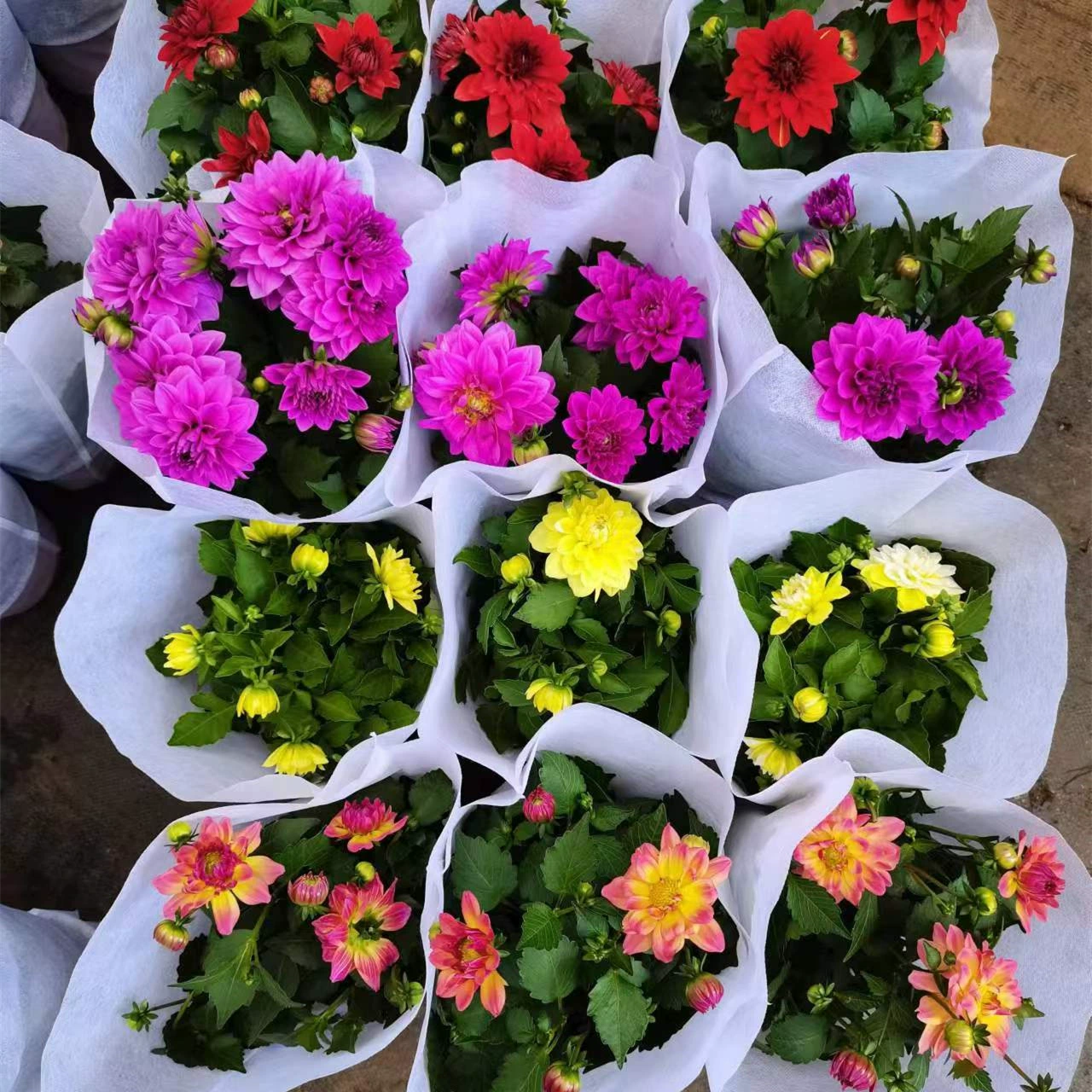 Маленькие цветы в горшках четыре сезона с бутонами маленькие цветы крытый балкон двор цветы и растения Four Seasons Flowing 24 Pack