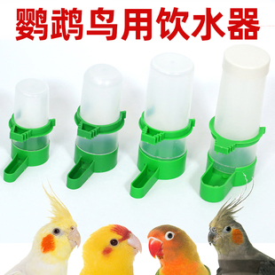 Parrot drinker bird water feeder automatic water feeder rutin chicken xuanfeng feeder channel
