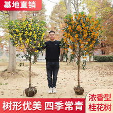 �𻨘�������ļ�����𻨘��𵤹�����ͥԺֲ���̨���㻨��