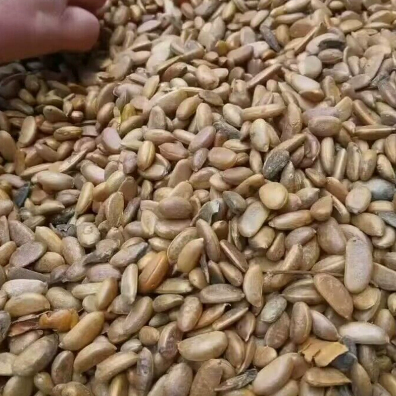 Оптовая Продажа с фабрики семена рассады Золотой Мрамор семена черные семена хурмы горная хурма Гвоздика хурма привитые виды деревьев бонсай