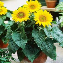 矮生向日葵种子四季播观赏矮杆向日葵室内户外庭院盆栽花卉植物种