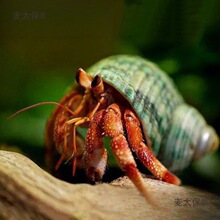 ����ľ�з����Ұ����Ϻ�ݮ��ݮ�����^�p�ľ�зС�з���B��̫��