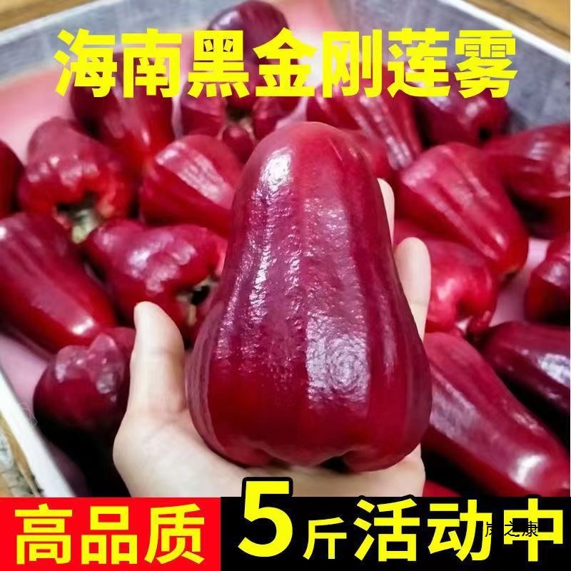Hainan Black Diamond wax apple seasonal tropical medium wax apple fresh fruits crispy sweet price farmer ecological free shipping