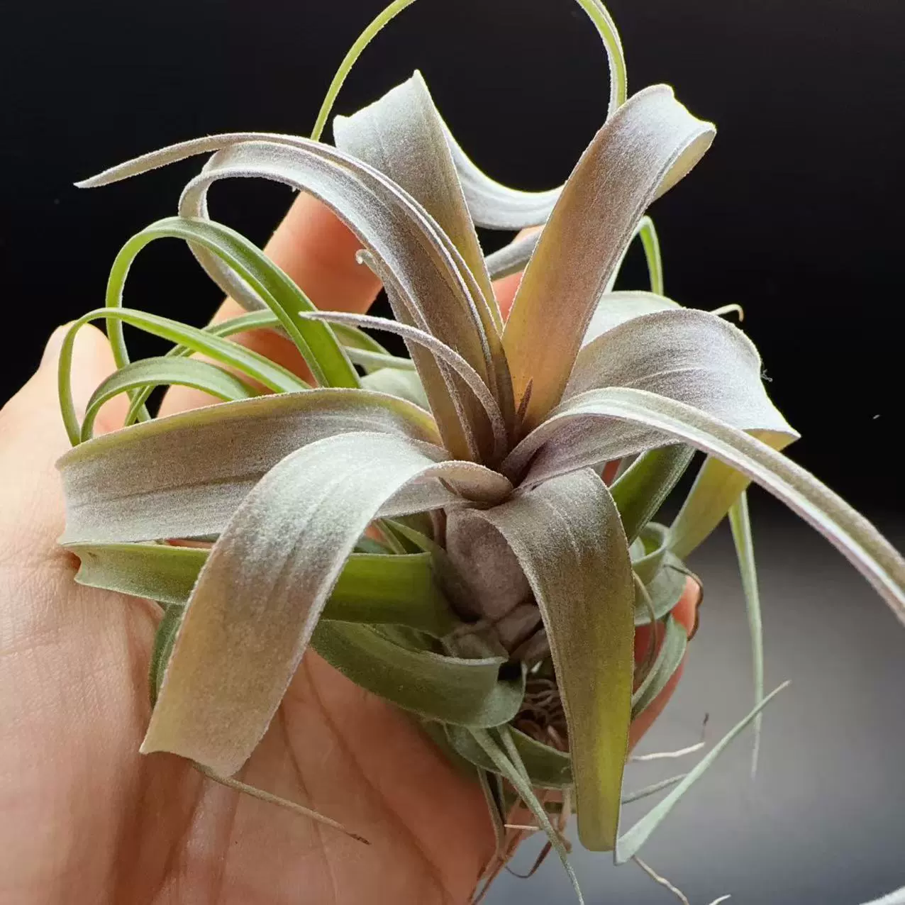 Мясные рулеты в маринаде, редкие сорта, кроссбридные, воздушные ананасы, беспочвенные растения, ленивые зеленые растения, оптовая продажа орхидей