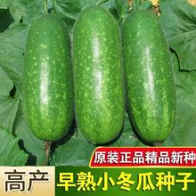 ��GС���ϷN���̨ͥԺ����ë���ϷN�����촺���ļ��߮a�߲˷N