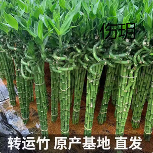 ����ˮ��ֲ���D�\���F���_�\��ˮ�B�͏d������������ؔ�҃�