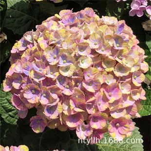 Hydrangea Seedlings Potted with Buds Endless Summer Double-Petaled Wanhua Mirror Florals and Green Plants Balcony Outdoor Courtyard Hydrangea