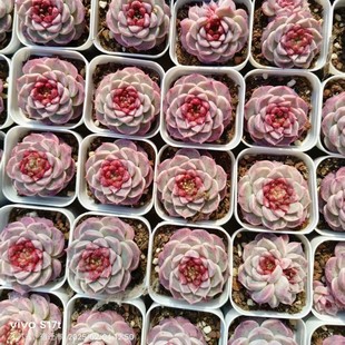 Velvet Real Shot 3-4cm 6.5cm Pot Reference Succulent Plant Base Direct Sales Large Favorably