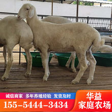 湖羊种羊养殖场    母羊小羊羔育肥繁殖多胎杂交羊
