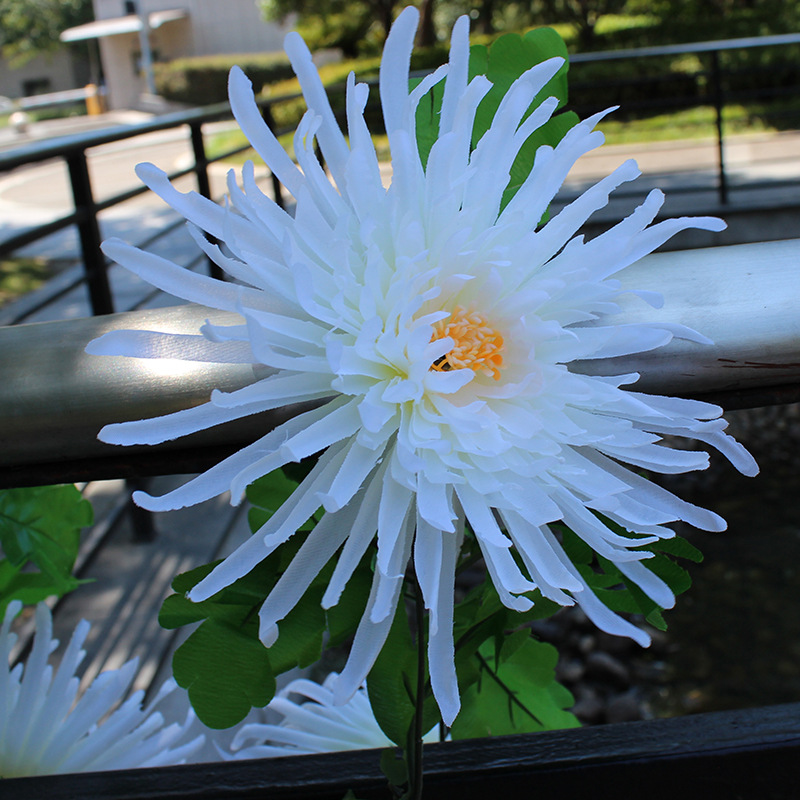 Milky white, 2.4 meters long