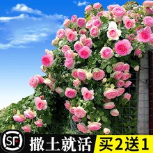 ļNޱNӻԮͥԺ¼õֲ_