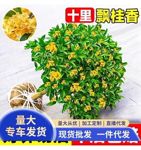 𻨘ļͥԺԴ𻨻ֲ҃ȻGֲ