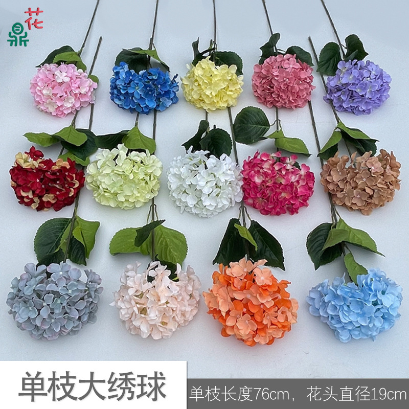 Single large hydrangea