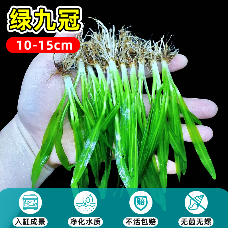 10-15cm 미니 그린 나인 크라운 3그루 [바닥 모래 필요]