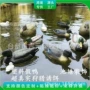 仿真打猎田园户外饰品