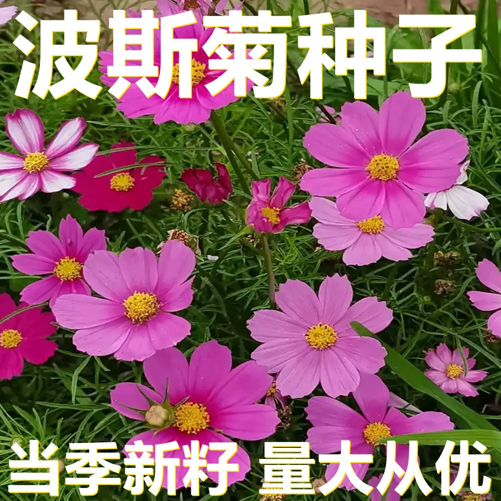 Семена Космоса 250-500г в мешках оптом, прямые поставки с места происхождения, сезонные новые семена, семена садовых цветов