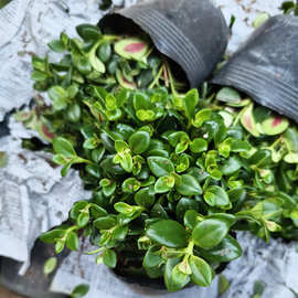 金鱼吊兰盆栽室内书房阳台装饰绿植秋冬好养活四季耐寒开花卉植物