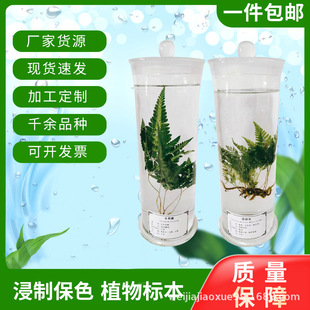 Plant Immersion Soaking Manufacturer Live Fresh Specimen Glass Bottle Chinese Herbal Medicine Specimen Color-Preserving Immersion Specimen