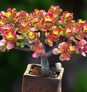 Red Leaf Yushu Ji Bonsai Red Flower Moon Old Pile Flower Fleshy Plant Indoor Potted Super Large Good for Raising and Sunning