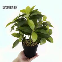 SҶƷֲ辰¹~ RdGֲ Ҿb컨