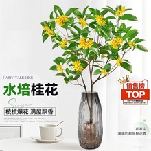 ˮԺBGֲˮBֲļ𻨘rл҃Ȼ