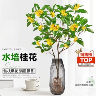 ˮ������Ժ��B�Gֲˮ�Bֲ���ļ��𻨘����r�л��������҃Ȼ���