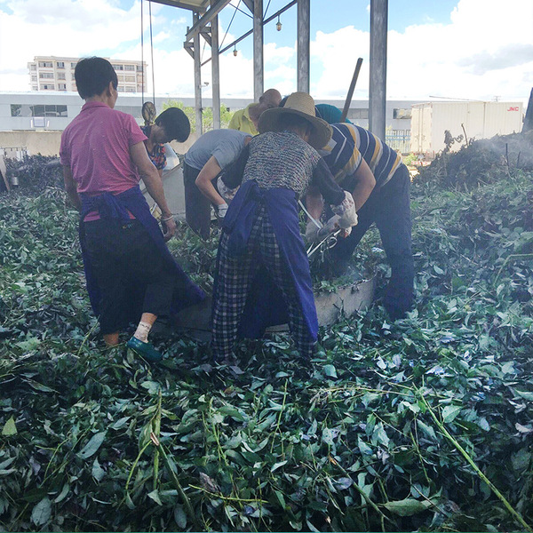 Guoguang manufacturers supply carrot seed oil unilateral essential…