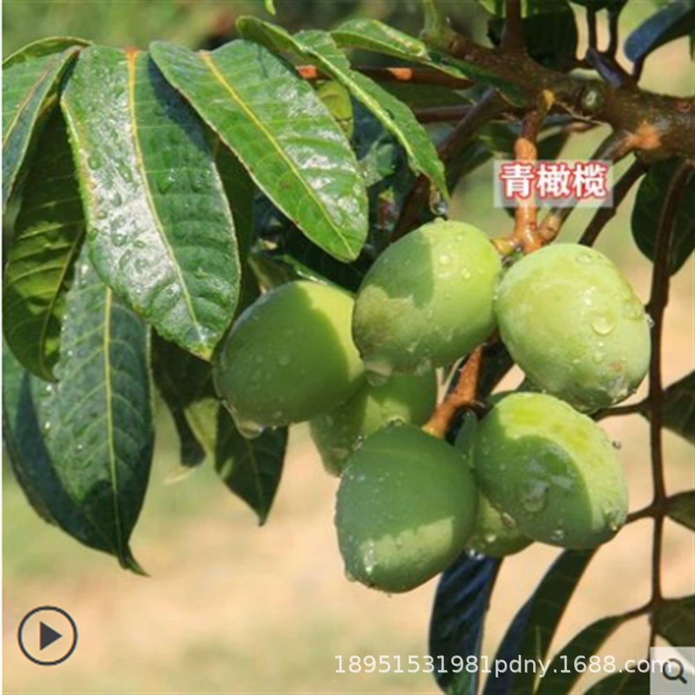 Черные оливковые западные оливковые привитые саженцы, черные оливковые привитые саженцы, черные оливковые саженцы, черные оливковые саженцы Западные оливковые саженцы