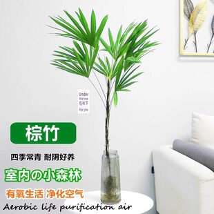 ˮ��ֲ�ﻨ��ֲ���҃Ȼ�����Gֲ�҃����Ժ��B���Ӹ��F��������