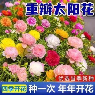 �ذ�̫ꖻ��N����Ұ���M�ϻ�ɫ�ļ����N�_���҃����^����ֲ�ﻨ��