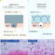 Japan imported milk stone alkali shower gel milk original rose fragrance fragrance shower gel 480ml
