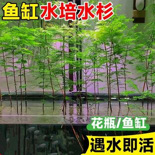 ˮɼ����ˮɼˮ�ఫ��ˮɼ�����~���쾰�ļ�����ɳ��ˮɼ�����̖