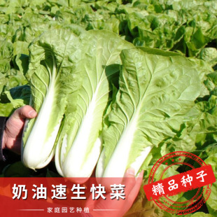 ���������Ϳ�˷N�ӡ��ļ��uë��С�ײ�����Ͳ��̨�����߲˷N��