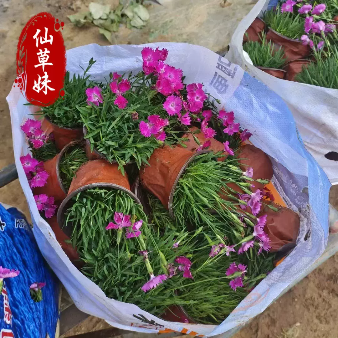 花卉花海工程绿化苗欧石竹公园景区观赏植物盆栽宿根花卉欧石竹苗