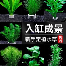 鱼缸水草植物造景制氧阴性水榕绿菊九冠水罗兰火山石水草绿植