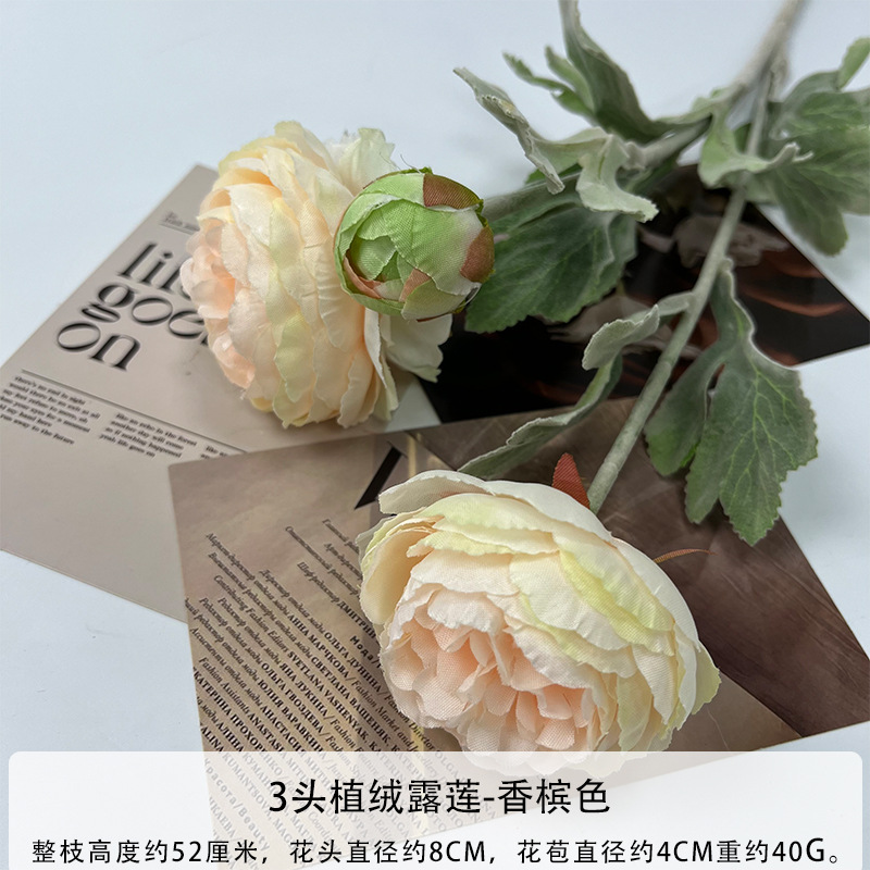 몰려든 샴페인 컬러