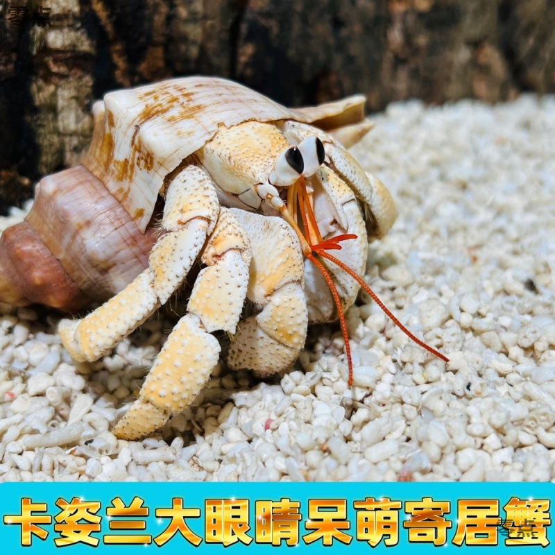 陸生ヤドカリ 初心者向けペット 生物 淡水 デスクトップ パープル ランド グレー ホワイト ダークパープル 観賞用カニ 怠惰なペット|undefined