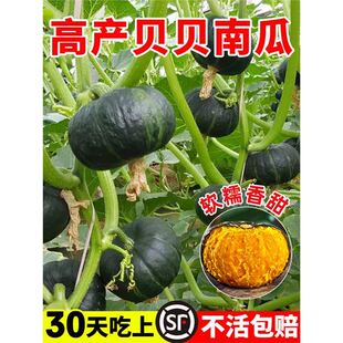 �Gؐؐ�ϹϷN����ζС�ϹϷN�ݸ߮aʳ�þG�����ϹϷN�����ļ��˷N